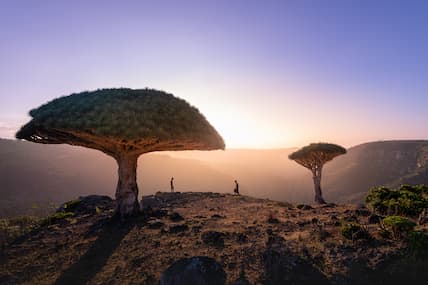 people stand under unique trees on socotra