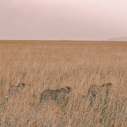 three brown leopards hiding on grass field during daytime